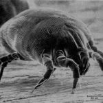 Dust mite